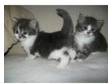 Gorgeous Silvercross kittens - 2 left. Hi I have 2....