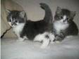 2 silvercross kittens (£190). Hi this ad is attached to....