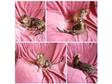Adorable and very lively Bengal crossbred kittens,  one....