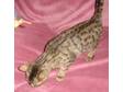 Bengal Kitten,  Brown Spotted Bengal kitten available to....