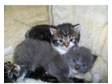 1x Girl Kitten - Gizmo. hi These beautiful kittens are....