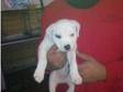Staffordshire Bull Terrier Puppy (White) (£250). Puppy....