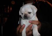 Health Guaranteed puppies both Fawn and Black Pug puppies ready now