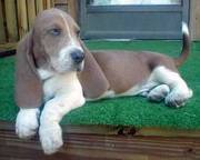 Basset hound puppy for sale
