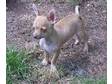 Chihuahua boy pup D.O.B. 9.3.0,  not K.C. registered.....