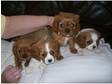 cavalier king charles puppies