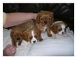 cavalier king charles puppies. i have a litter of 4....