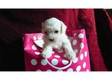 Beautiful Bichon Frise Puppies For Sale (£599).....