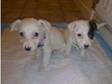 puppys for sale (£300). i have 11 wk puppys for sale.....