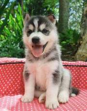 Siberian husky puppies available for lovely homes