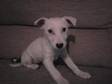 I HAVE a gorgeous pure white jack russell pup for sale, ....