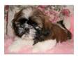 Adorable Shih Tzu Male Puppy for sale in Watford - Herts