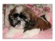 Adorable Shih Tzu Male Puppy for sale in Watford -....
