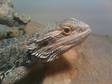 Adult Bearded Dragon for Rehome